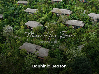 Bauhinia Season - Mùa hoa ban